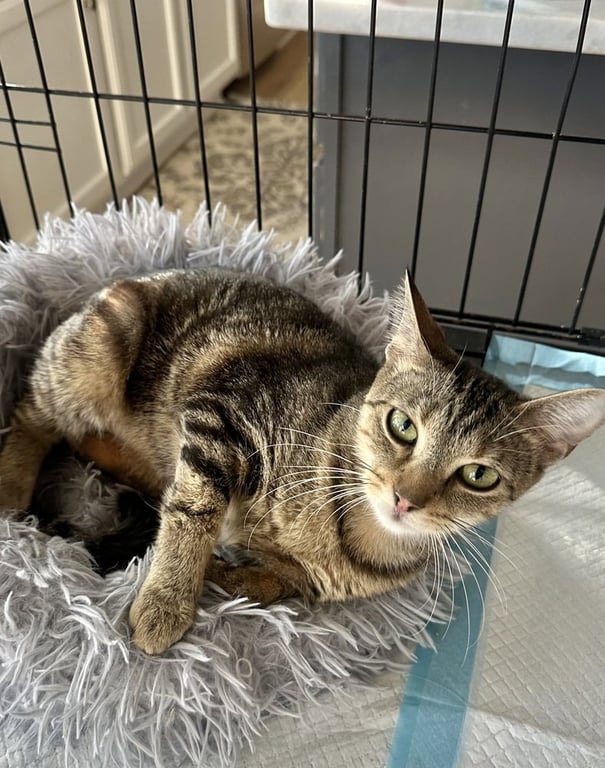 Baby Girl Kitty Image