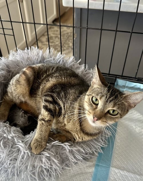 BABY GIRL KITTY - Domestic Short Hair available for adoption