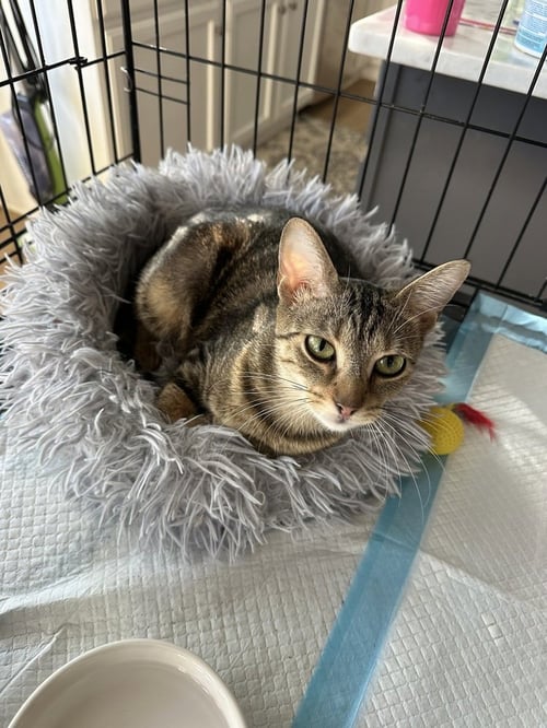 BABY GIRL KITTY - Domestic Short Hair available for adoption