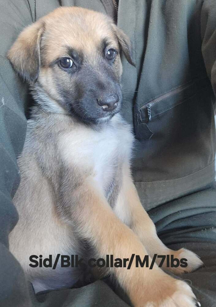 TOY STORY PAWS : SID - German Shepherd Dog / Rhodesian Ridgeback available for adoption