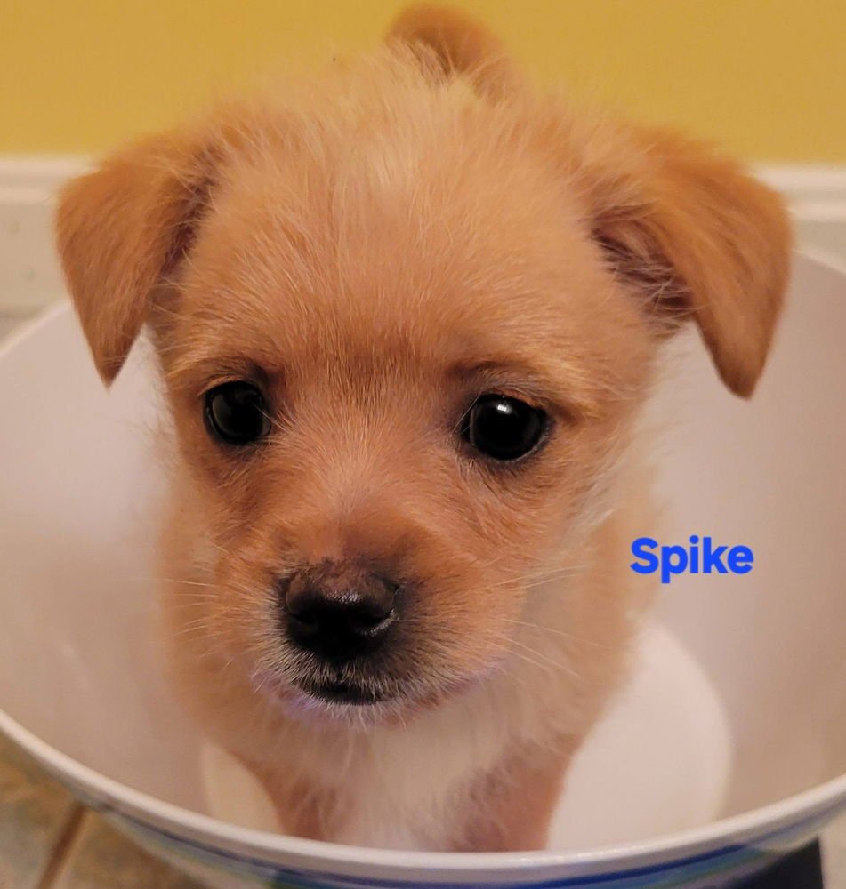 HANNA BARBERA GANG : SPIKE - Feist / Cairn Terrier available for adoption