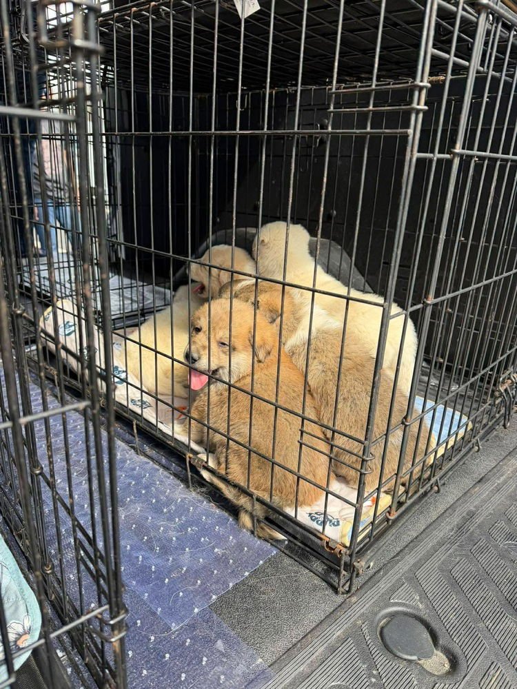 HANNA BARBERA GANG : SPIKE - Feist / Cairn Terrier available for adoption