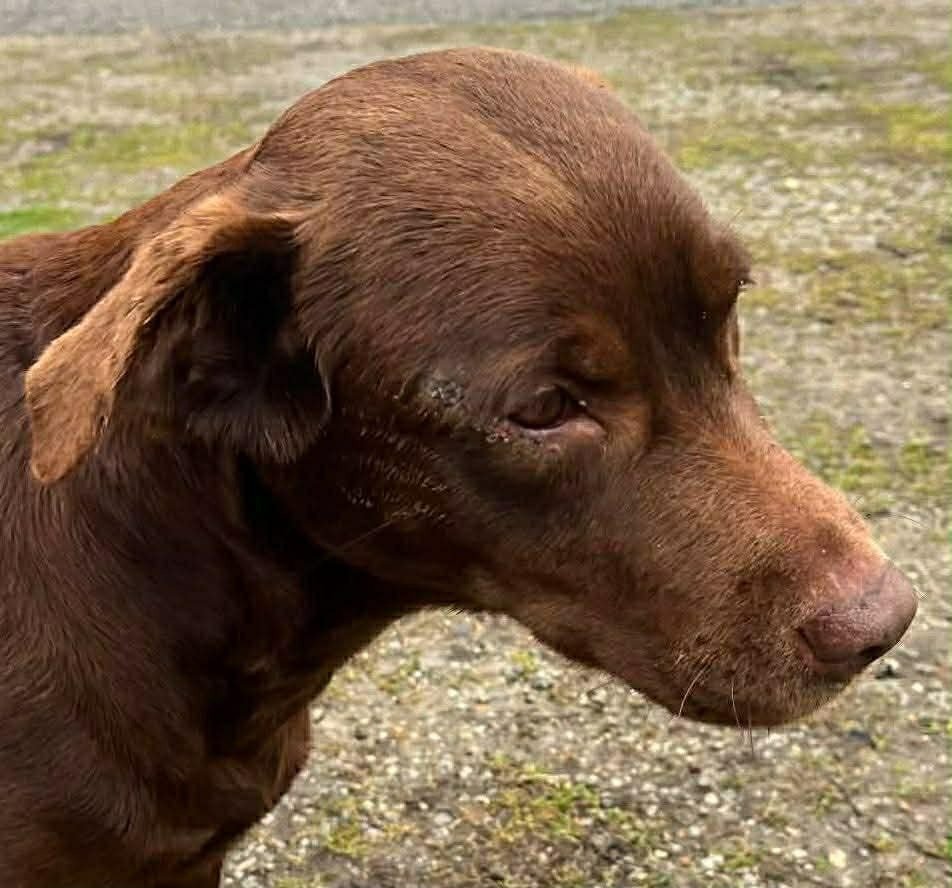 DOVE - Labrador Retriever available for adoption