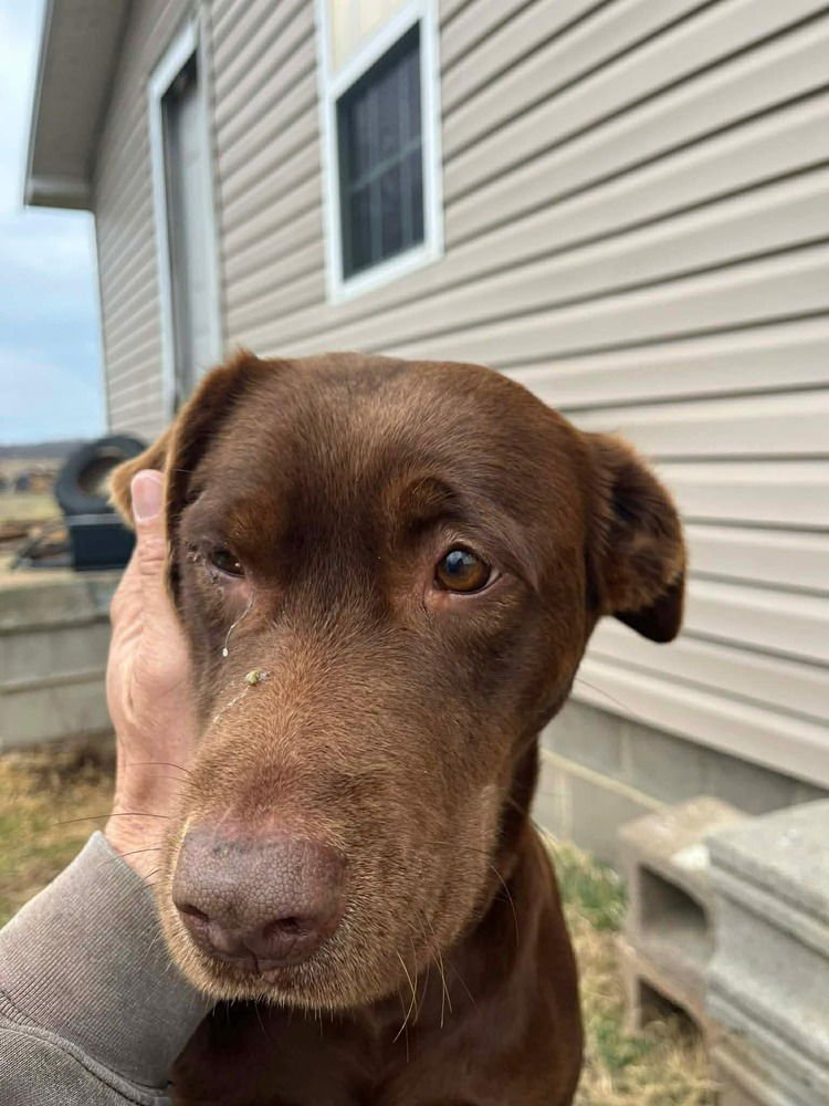 DOVE - Labrador Retriever available for adoption