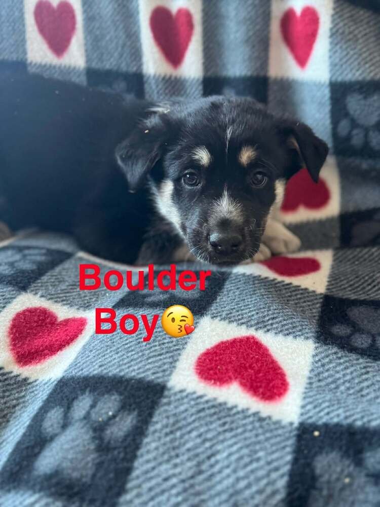 NATURE DAWGS : BOULDER - Alaskan Malamute / Australian Cattle Dog/Blue Heeler available for adoption