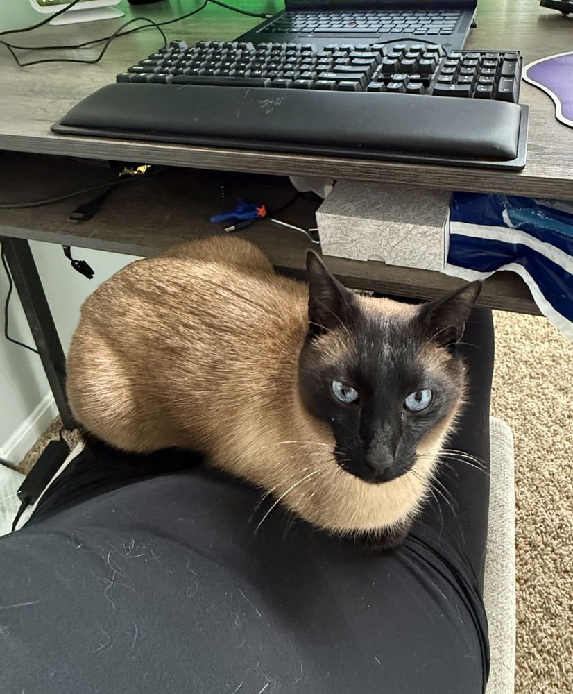 ODIN JOSEY - Siamese available for adoption