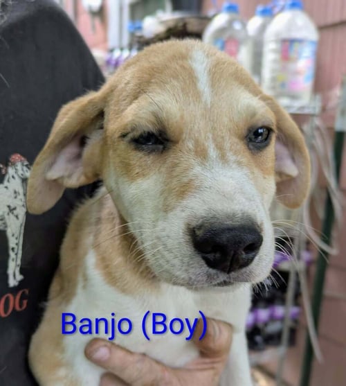LLP TRIXIE : BANJO - Retriever / Shepherd available for adoption