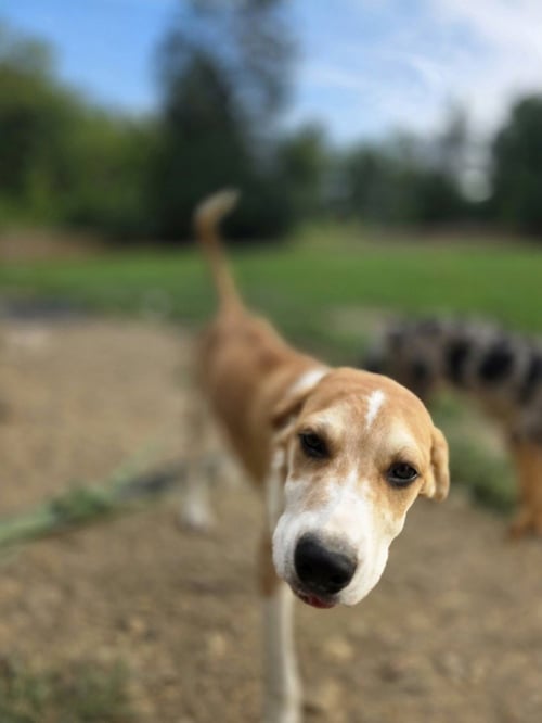 LLP TRIXIE : BANJO - Retriever / Shepherd available for adoption