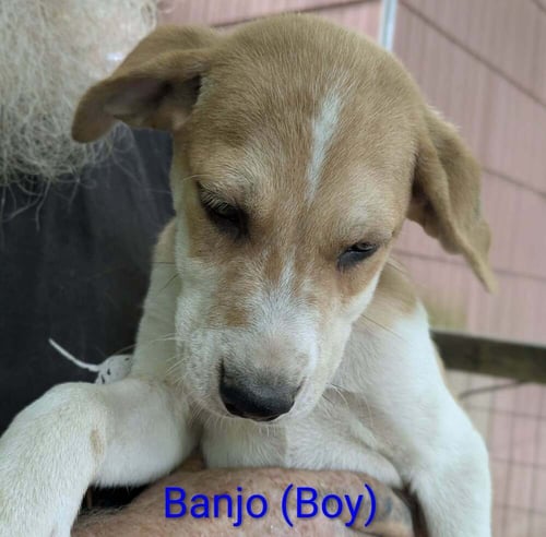 LLP TRIXIE : BANJO - Retriever / Shepherd available for adoption