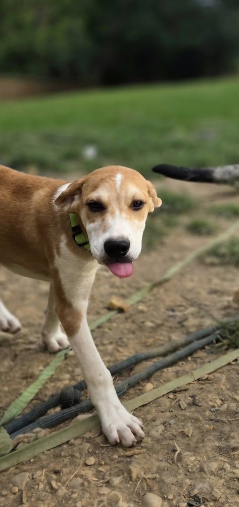 LLP TRIXIE : BANJO - Retriever / Shepherd available for adoption