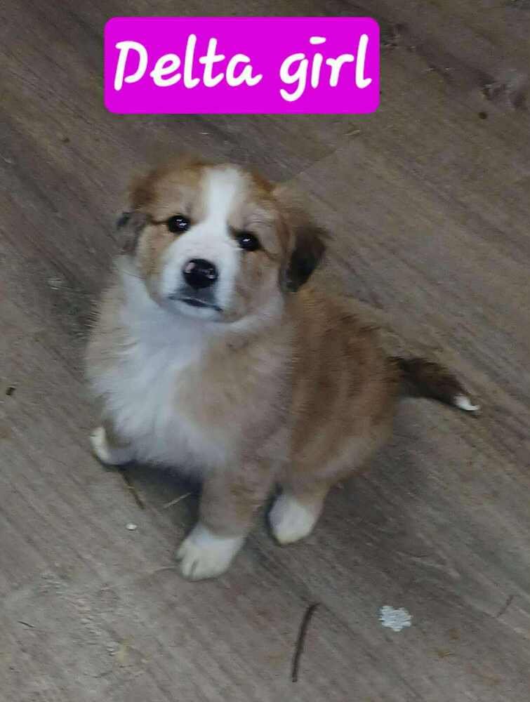 GREEK ALPHABET : DELTA - Great Pyrenees / Australian Shepherd available for adoption