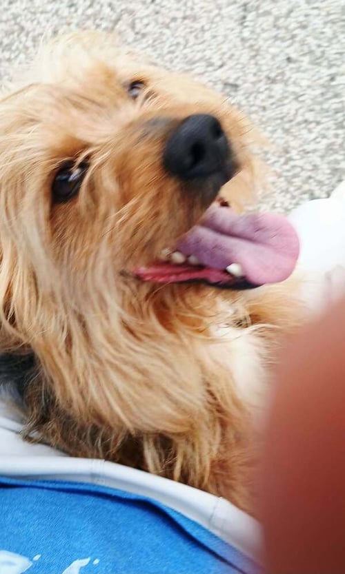 OLAF YORK - Yorkshire Terrier Yorkie available for adoption