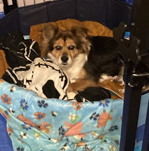 KENNILYN - Terrier available for adoption