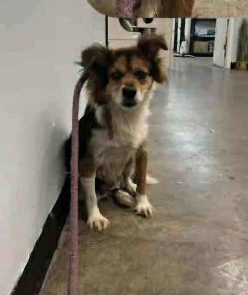KENNILYN - Terrier available for adoption