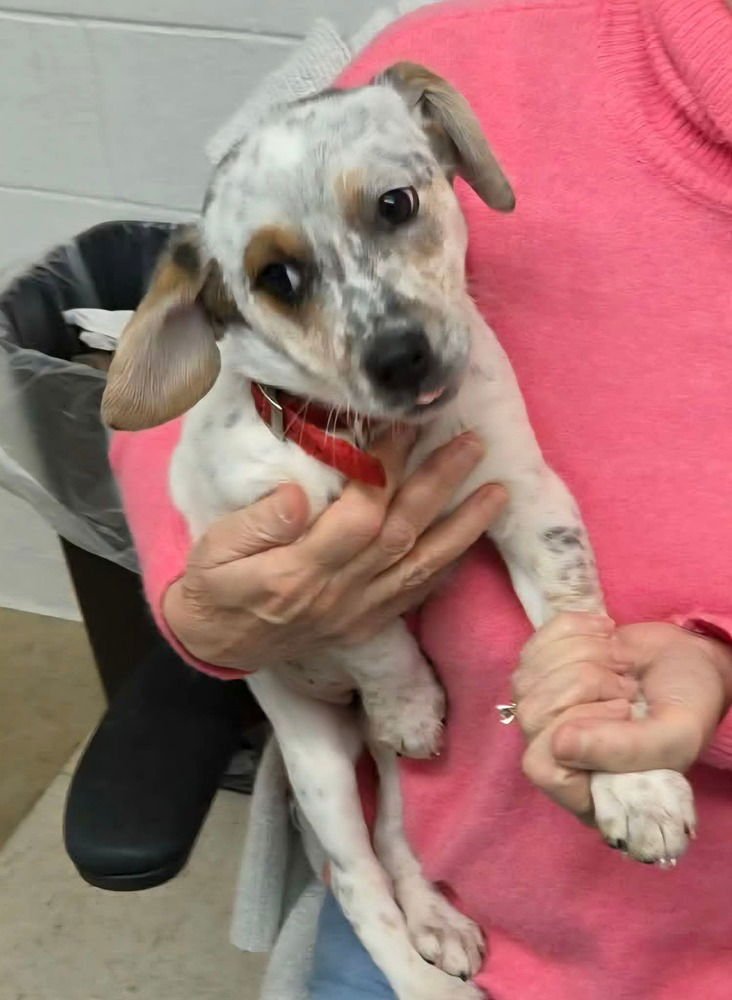 ELLIE REBA - Australian Cattle Dog/Blue Heeler / Beagle available for adoption