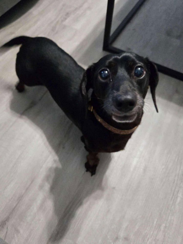 BALIYU BALIGO - Dachshund available for adoption