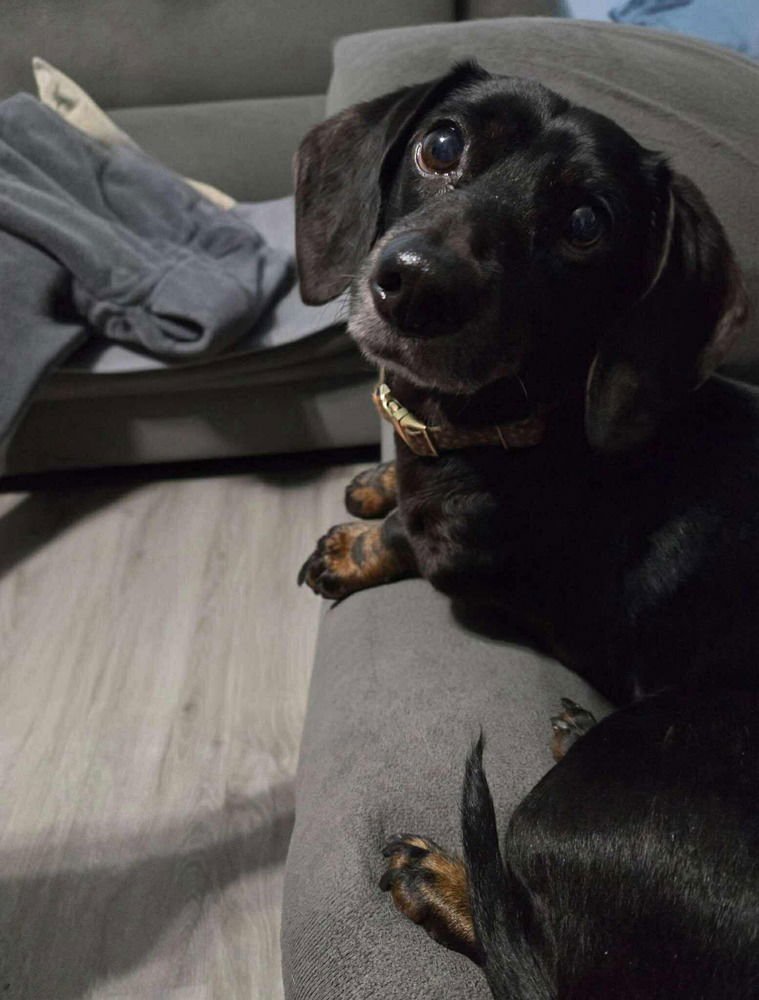 BALIYU BALIGO - Dachshund available for adoption