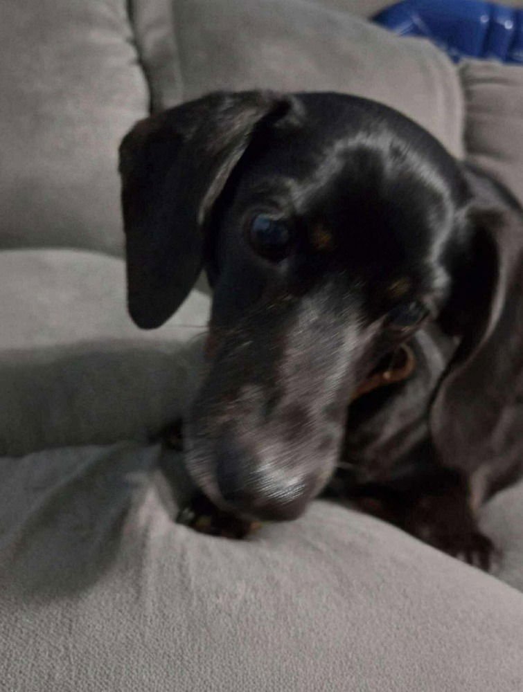 Baliyu Baligo - Photo 3