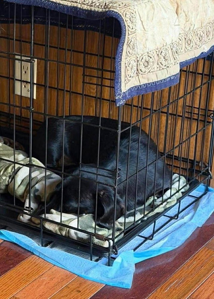 Baliyu Baligo - Photo 4