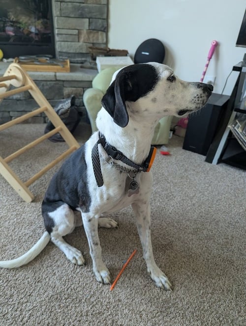 BEDROCK CREW : PEARL (WINTER) - Beagle / Terrier available for adoption