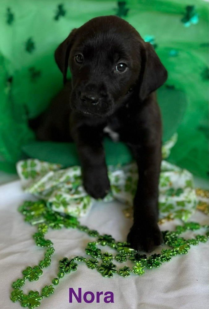 LUCKY CHARMS :  NORA - Golden Retriever / Labrador Retriever available for adoption