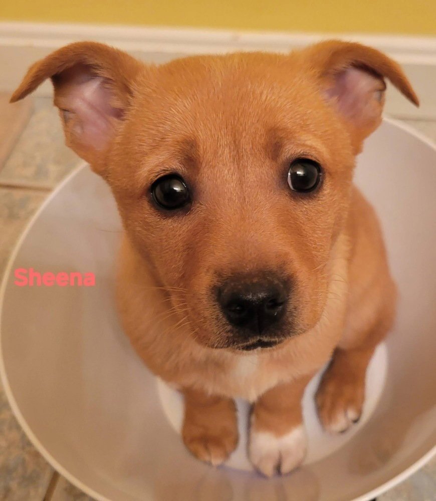 HANNA BARBERA GANG :  SHEENA - Feist / Cairn Terrier available for adoption