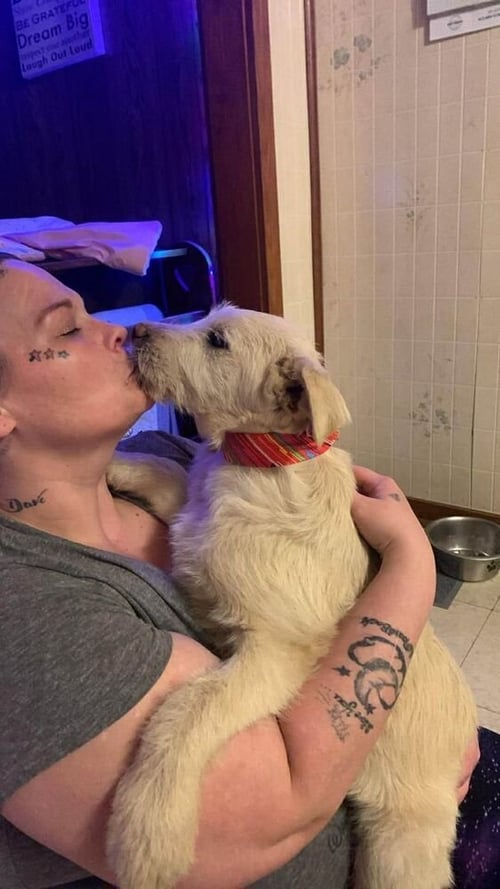 WEDNESDAY SURPRISE : CHIEF - Wheaten Terrier / Labrador Retriever available for adoption