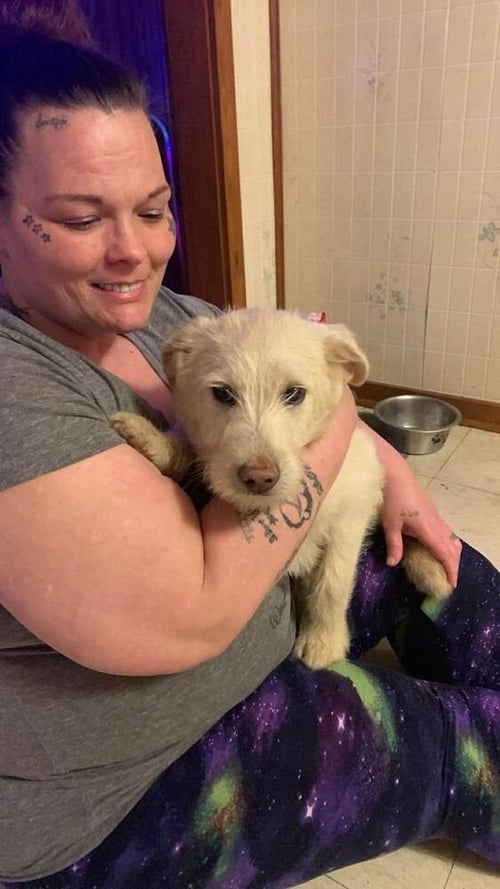 WEDNESDAY SURPRISE : CHIEF - Wheaten Terrier / Labrador Retriever available for adoption