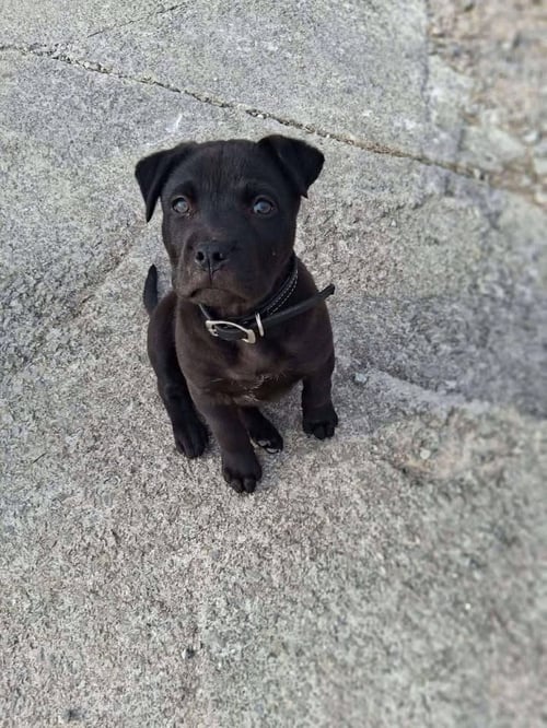 BATMAN - Pit Bull Terrier / Labrador Retriever available for adoption