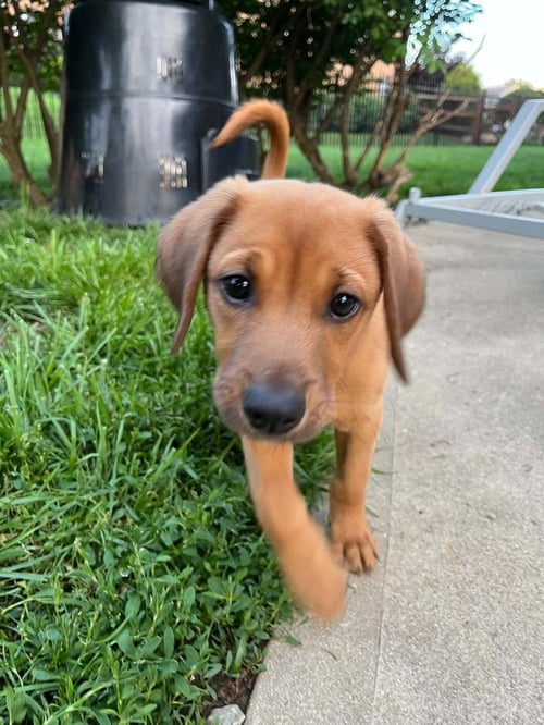 MOCKING BIRD : RADLEY - Beagle / Dachshund available for adoption