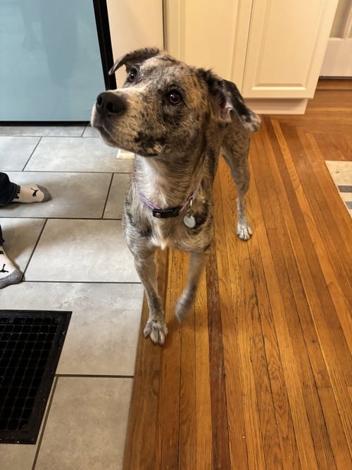 LADYBIRD - Catahoula Leopard Dog / Australian Shepherd available for adoption