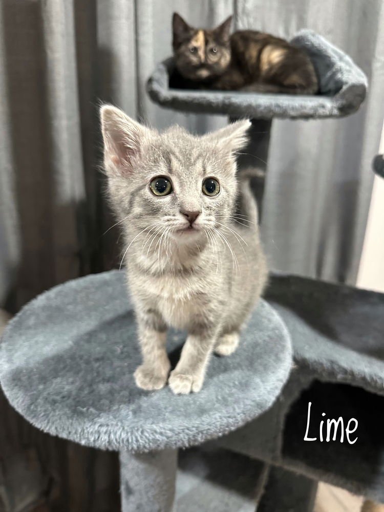 LIME KITTY - Domestic Short Hair / Domestic Short Hair available for adoption
