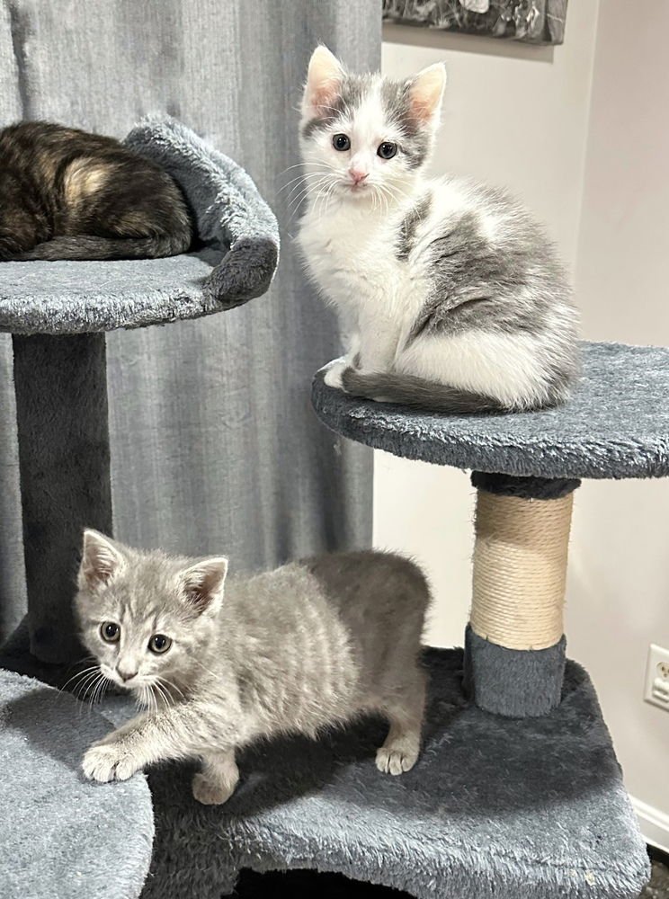 LIME KITTY - Domestic Short Hair / Domestic Short Hair available for adoption