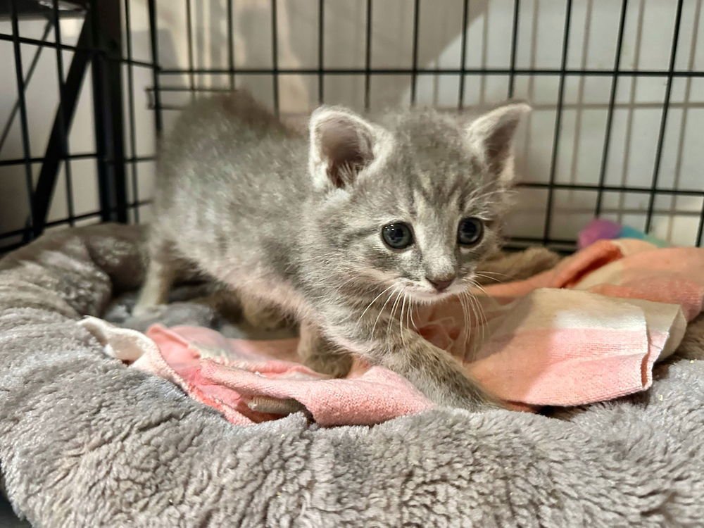 Lime Kitty - Photo 3