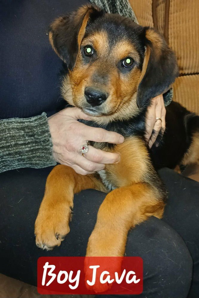 COFFEE SHOP CREW : JAVA - German Shepherd Dog available for adoption