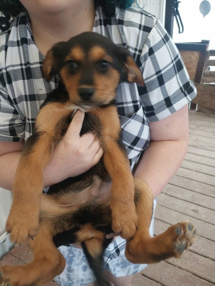 COFFEE SHOP CREW : JAVA - German Shepherd Dog available for adoption