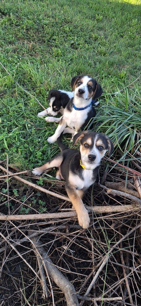 STOOGES : LARRY - Australian Shepherd / Terrier available for adoption