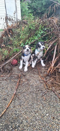 Stooges : Larry - Photo 4