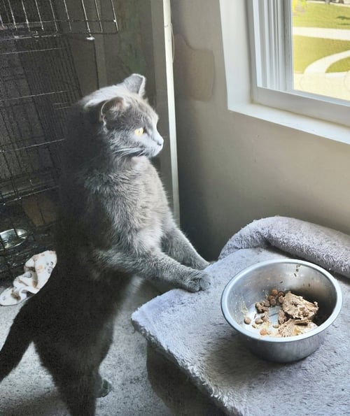 WYOMING : IRIS - Domestic Medium Hair / Russian Blue available for adoption