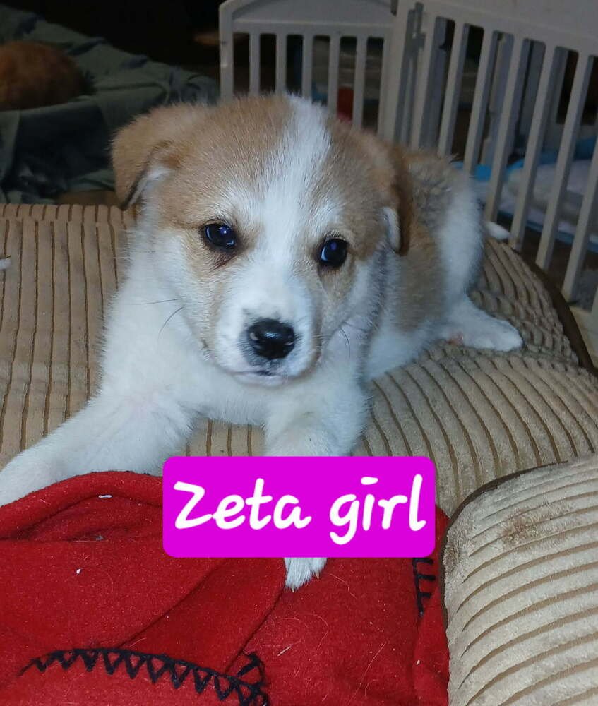 GREEK ALPHABET : ZETA - Great Pyrenees / Australian Shepherd available for adoption