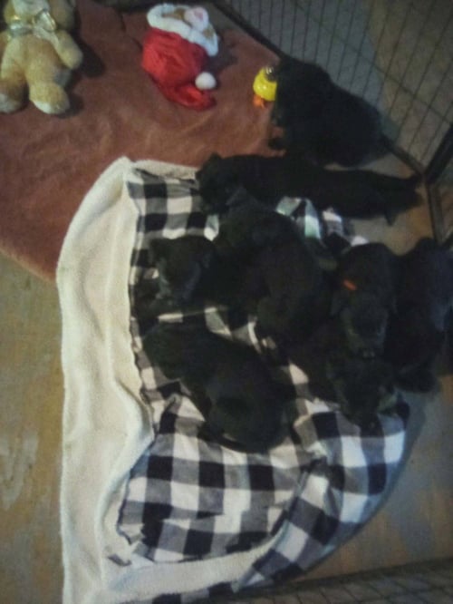 POLICE SQUAD : FLETCHER - Giant Schnauzer / Belgian Shepherd Malinois available for adoption