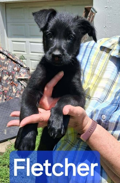 POLICE SQUAD : FLETCHER - Giant Schnauzer / Belgian Shepherd Malinois available for adoption