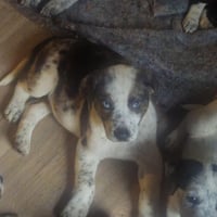 BRE Paws : Breaker - Photo 3