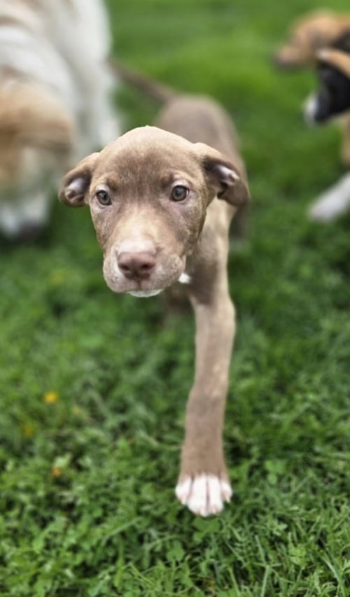 SRV PALAU : IBREHEM - Boxer / Beagle available for adoption