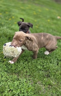 SRV Palau : Ibrehem - Photo 3