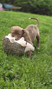 SRV Palau : Ibrehem - Photo 4