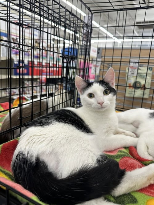 GRAMMY CATS : TREVOR - Domestic Short Hair available for adoption