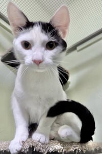 Grammy Cats : Trevor - Photo 2