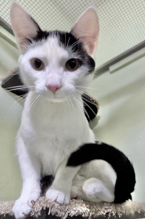 GRAMMY CATS : TREVOR - Domestic Short Hair available for adoption