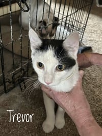 Grammy Cats : Trevor - Photo 3